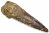 Fossil Spinosaurus Tooth - Real Dinosaur Tooth #376588-1